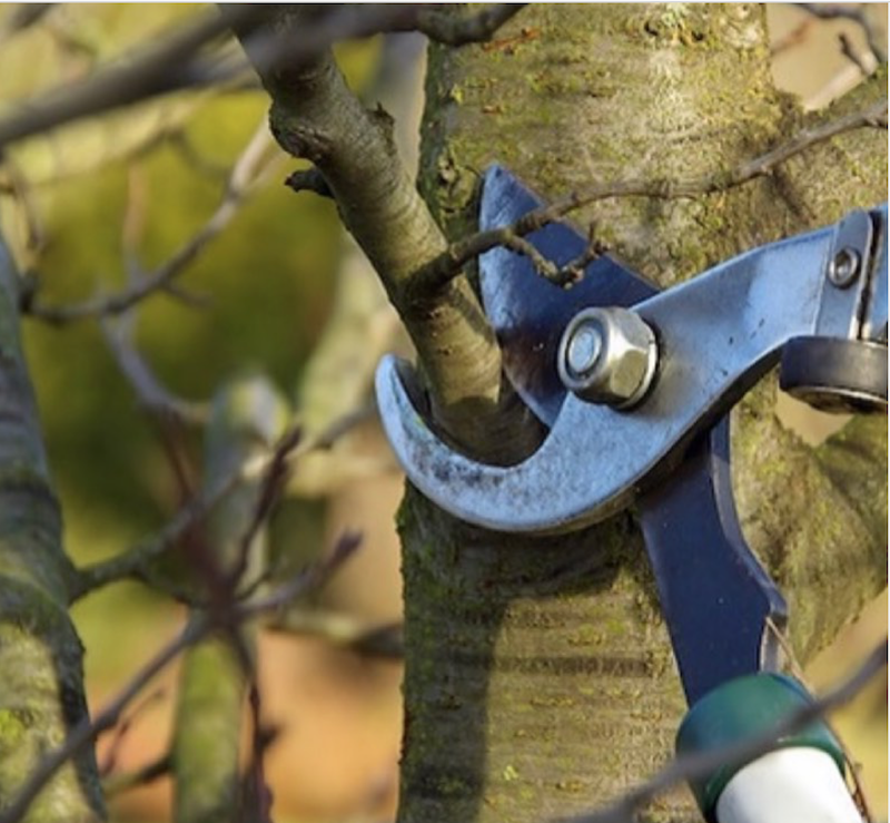 Snart tid for kvistinnsamling!