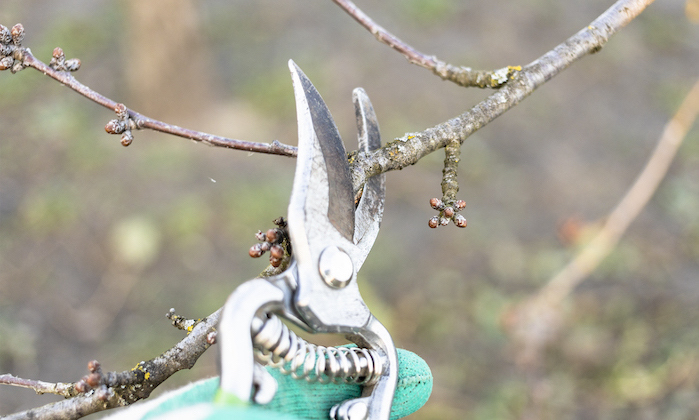 Artikkelbilde til artikkelen Kvistinnsamling