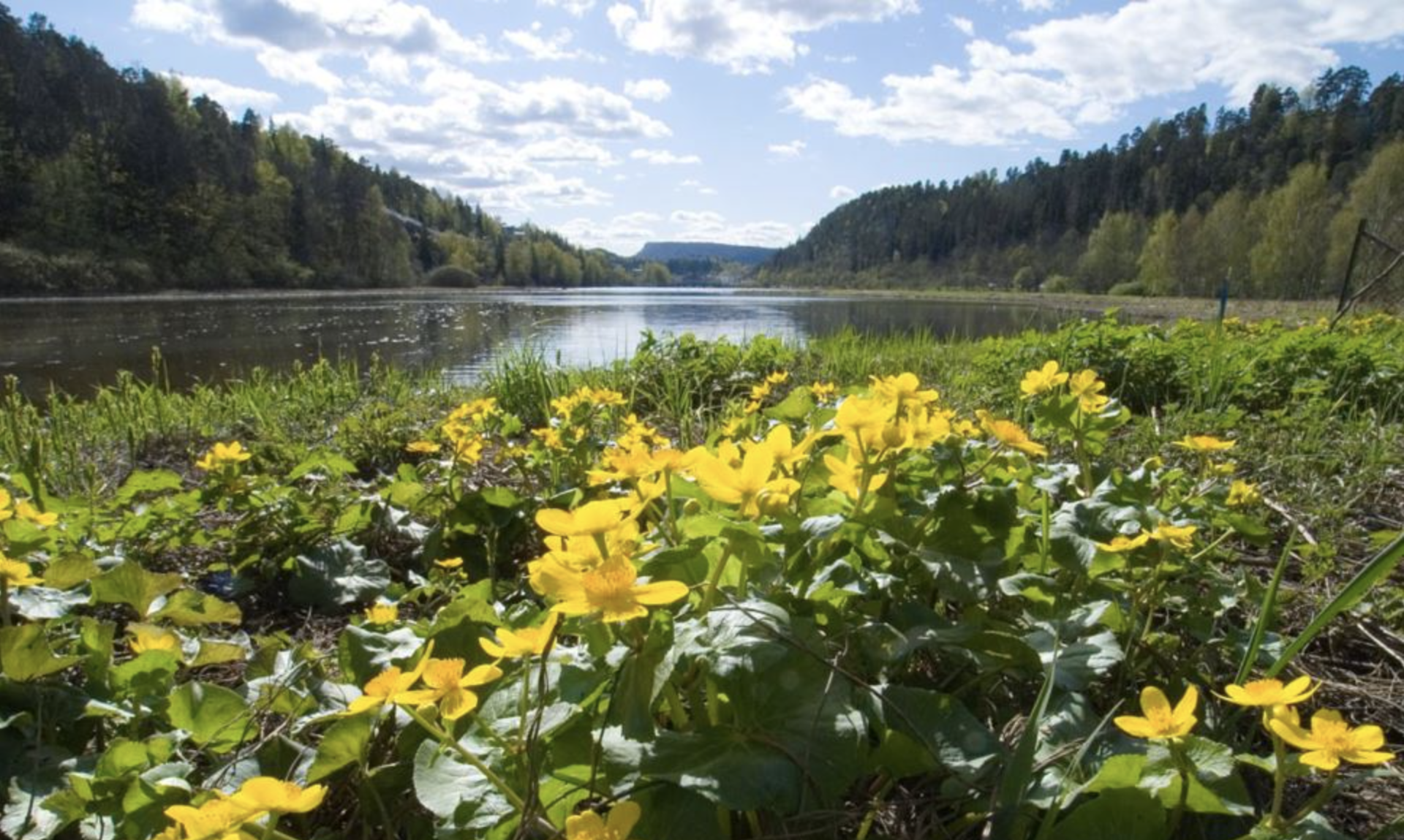Urban fuglesangtur i Sandvika!