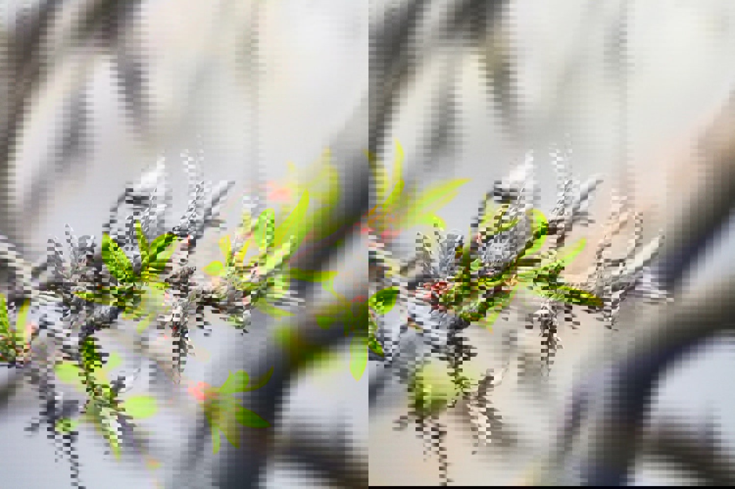 Kvistinnsamling 2026